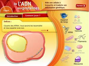 De l\'ADN aux protéines