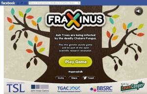 Fraxinus